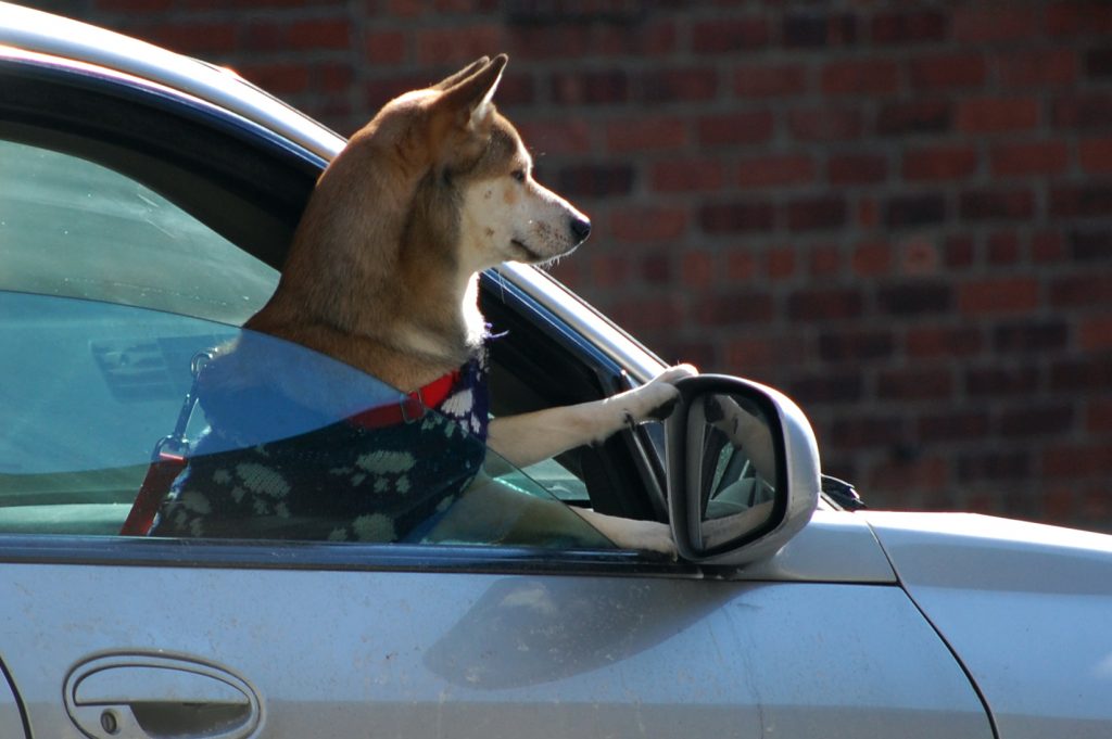 An image of a dog peering through the window of a car during a road trip