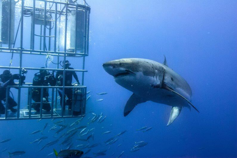 A picture showing cage divers being confronted bya sshark in Guadalupe In Mexico