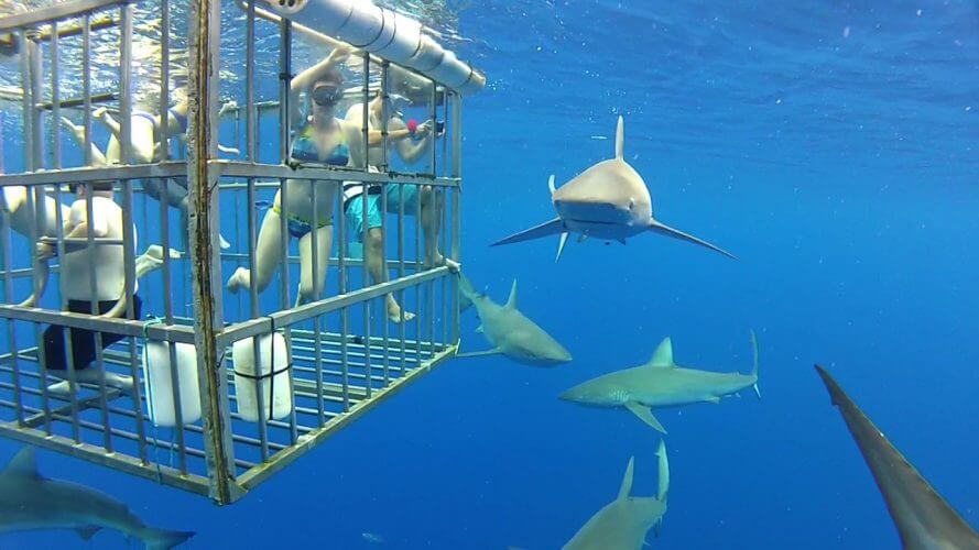 A picture of great white sharks circling a cage full of people. 