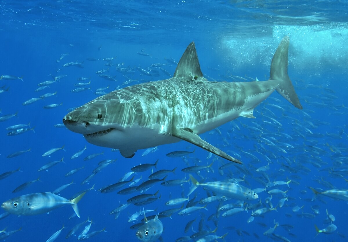 An image of a great white shark swimming with other fish