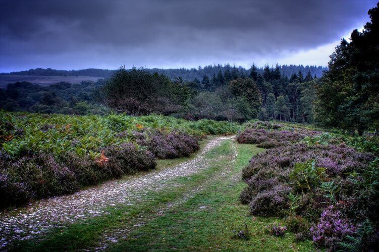 A shot of what new forest in england looks like at sunrise