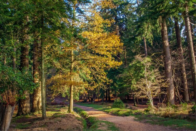 A picture of the woodland path in New forest England