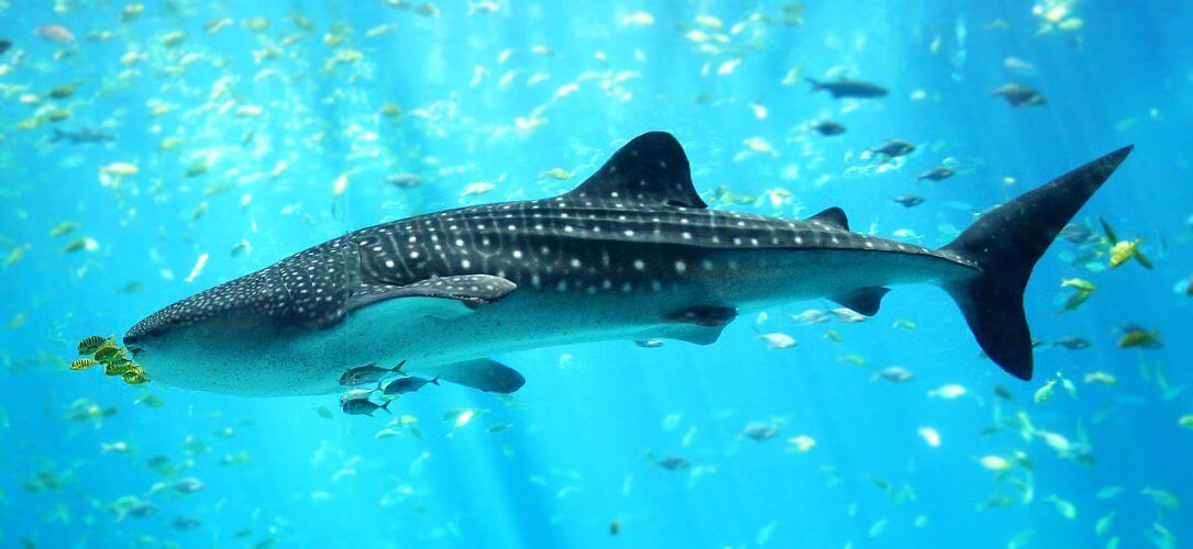 A whale shark one of the popular attractions at Isla Holbox