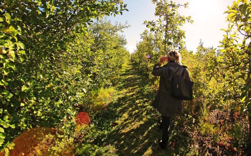 Walking through a fruit farm