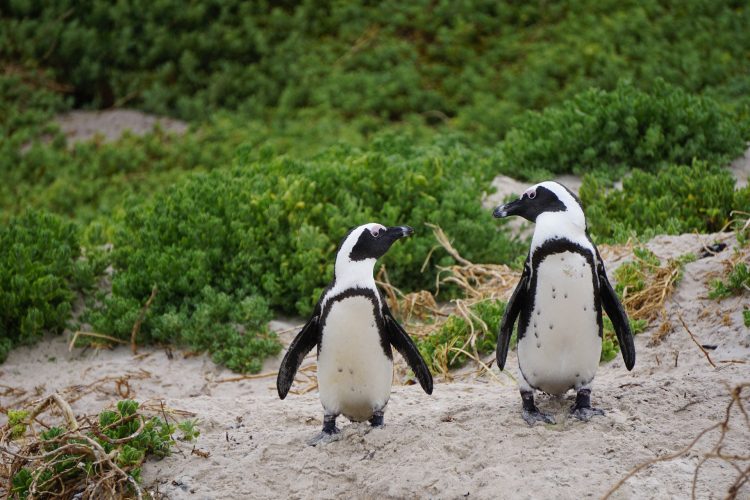 Pair of penguins in South Africa